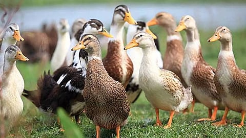 Bird flu; Thousands of chickens and ducks will be killed
