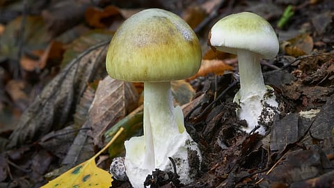 4 members of a family  food poisoning after eating mushrooms in nadapuram