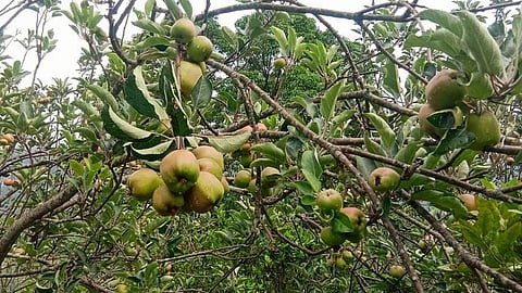 കാന്തല്ലൂരിൽ ആപ്പിള്‍ക്കാലം വരവായി