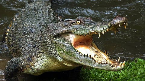 Karnataka  6-year-old boy dies after mother throws him in crocodile-infested waters
