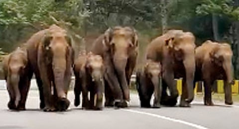 30 അടി താഴ്ചയുള്ള കിണറ്റിൽ നിന്ന് കാട്ടാനക്കുട്ടിയെ രക്ഷിച്ചു