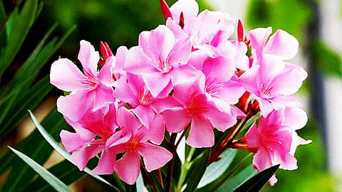 Abu Dhabi bans oleander plant arali cultivation 