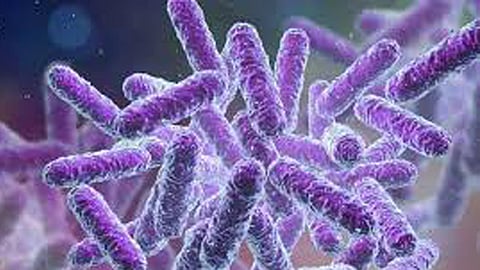 Shigella confirmed in 4 children in Malappuram