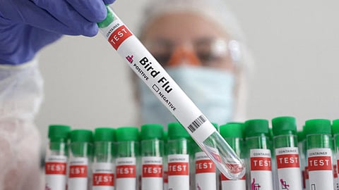 who confirms first human death due to bird flu