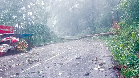 കൊച്ചി - ധനുഷ്കോടി ദേശീയപാതയിൽ അപകടക ഭീഷണിയായി മരങ്ങൾ