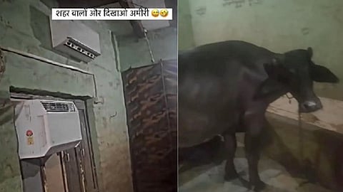 ACs Installed In Cattle Shed Keep Buffaloes Cool Viral Video