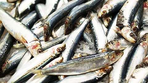 fish prices increased in kerala