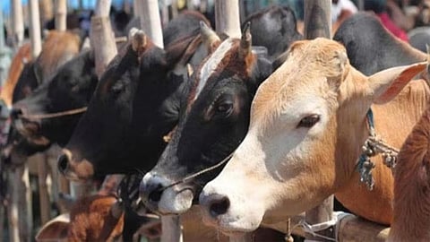 4 arrested in Madhya Pradesh for cow slaughter