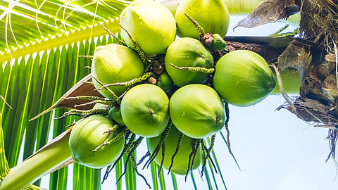 WhatsApp aid to find coconut climbers