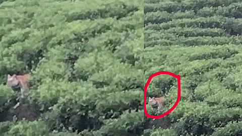 tiger roaming at residential area of ​​Munnar