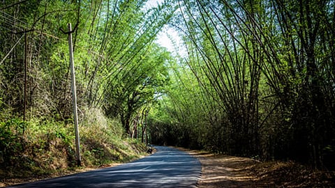 travel to mysore through wayanad should be avoided 
