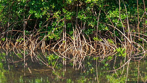bombay hc says to cidco to complete the mangrove survey within 4 weeks