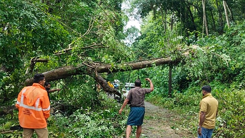 tree falls down in kothamangalam