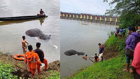 elephant dead body kothamangalam