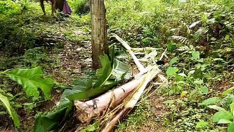 മാങ്കുളം കവിതക്കാട് മേഖലയില്‍ കാട്ടാന ശല്യം തുടരുന്നു 