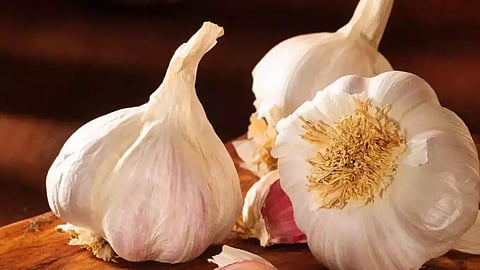 kanthalloor garlic at record prices