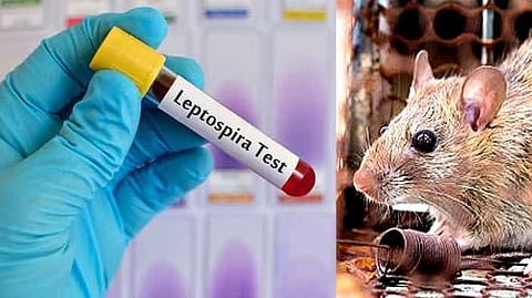One leptospirosis death  in Thiruvananthapuram 