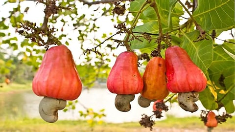 ഇന്ത്യയിലെ കശുവണ്ടി നഗരം 
