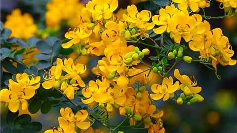 avaram flower