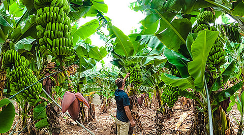 banana price rises