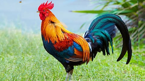 complaint against hen in palakkad