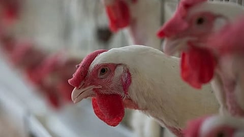 egg and chicken price rise