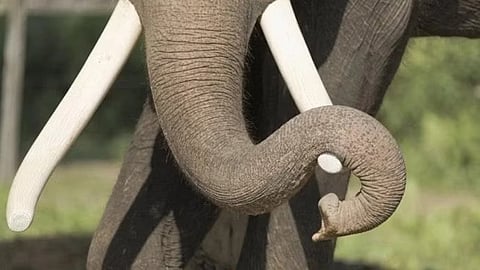 wild elephant