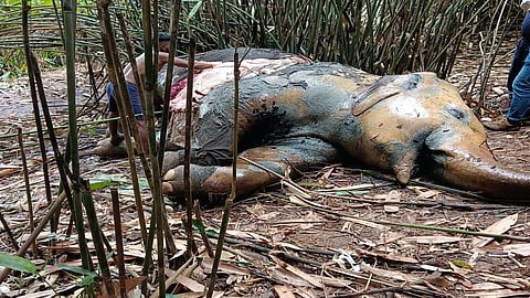 Carcass of 3 wild elephants in Pooyamkutty: Forest department has started investigation
