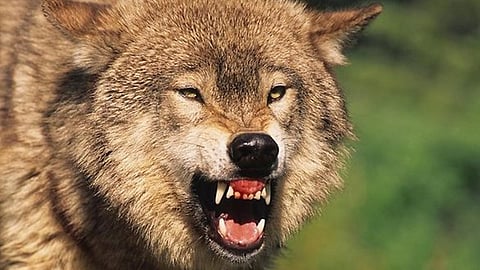 wolf attack in uttar pradesh 7 death reported