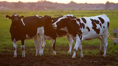 Livestock Census; State-level training to begin on Thursday