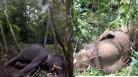 wild elephant murivalan komban died