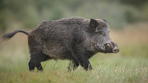 nine wild boars shot dead in malappuram