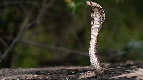 Reels filmed with a cobra in its mouth; A native of Telangana died after being bitten