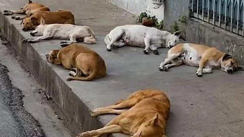 Stray dog ​​harassment: Court order must be implemented