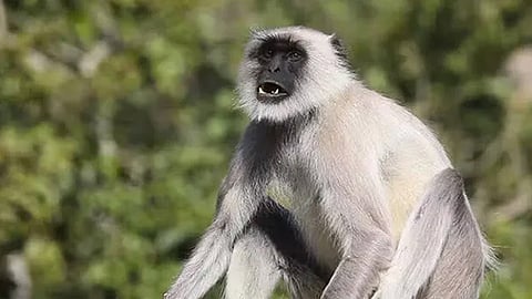 thiruvananthapuram zoo hanuman monkeys back