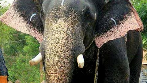 elephants clashed during a movie shoot at Kothamangalam