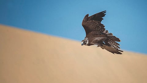 Illegal hunting of falcons in Abu Dhabi; 5 people were arrested