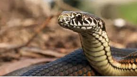 migrant worker dies of snake bite in kovalam