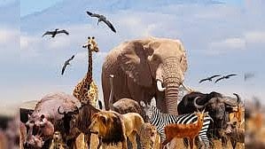 World Animal Day