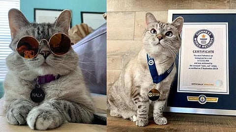 nala cat networth this worlds richest cat possesses 852 crore worth assets