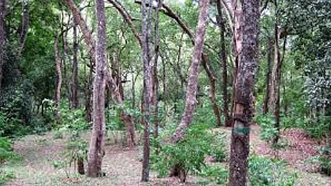 The cabinet approved the draft bill to sell sandalwood trees through the forest department