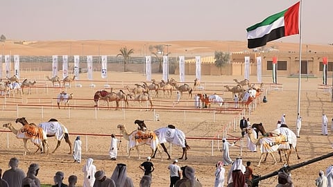18th Al Dafra Festival begins on the 21st