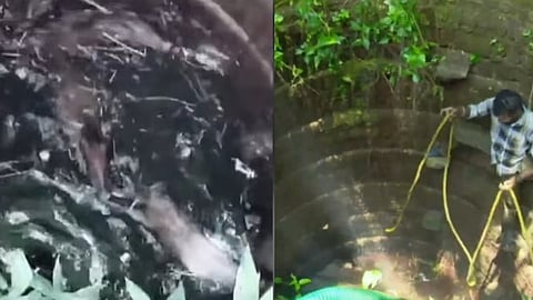 herd of wild boars in palakkad fell into a well
