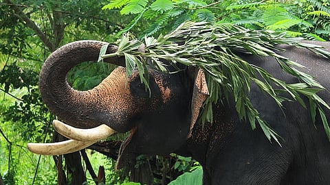  elephant mayhem in thrissur
