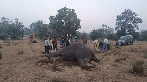 8 Elephants found dead in Bandhavgarh Tiger Reserve