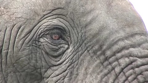 continuous selfie provokes,  elephant killed two in Tamilnadu