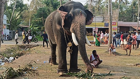 Guruvayur temple bans elephants from touching their tusks