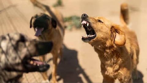 stray dog attack in kozhikode