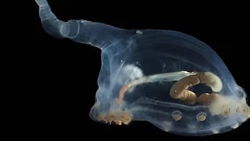 Alien-like Creature Discovered In Deep Pacific Ocean