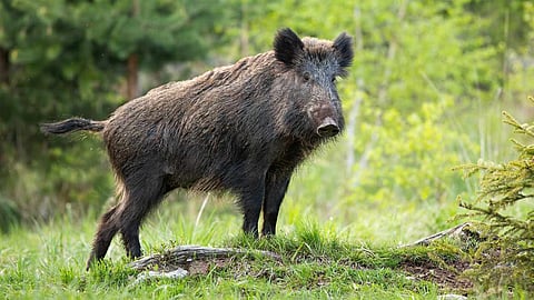 Wild Boar